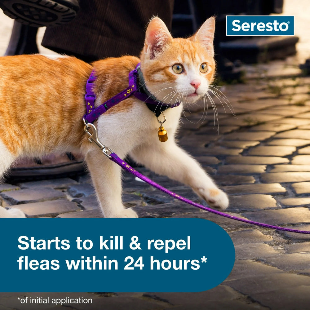 
                  
                    Seresto Vet-Recommended 8-Month Flea & Tick Prevention Collar for Cats
                  
                