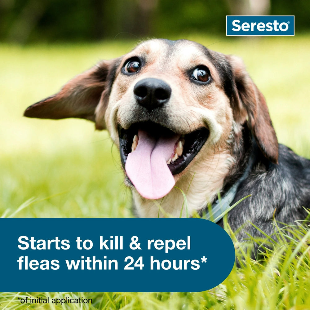 
                  
                    Seresto Vet-Recommended 8-Month Flea & Tick Prevention Collar for Small Dogs under 18 lbs
                  
                